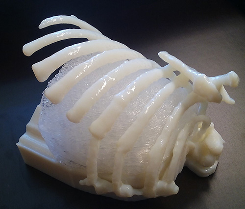 Modèle anatomique 3D du thorax d’un nourrisson