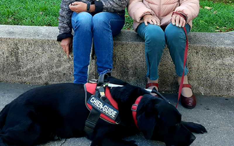 Chien guide et patientes