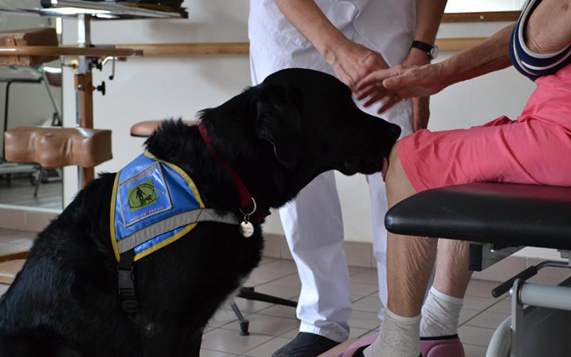 La cani-thérapie au service de la mémoire chez les malades d’Alzheimer