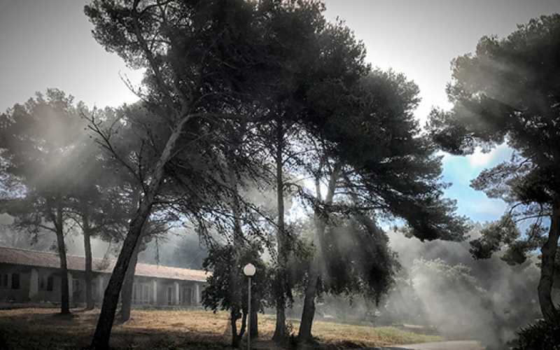 photographie d'arbres en clair obscure