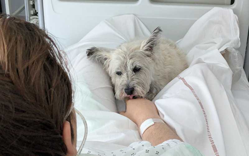 un chien est couché dans le lit d'une patiente, il lui lèche la main