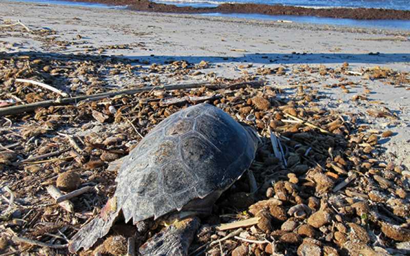 Tortue rejoignant la mer - ©Franck Alary - Parc national de Port-Cros