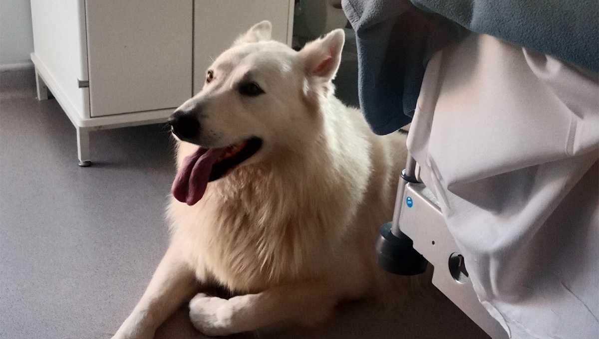 Chien allongé au pied du lit d'hôpital