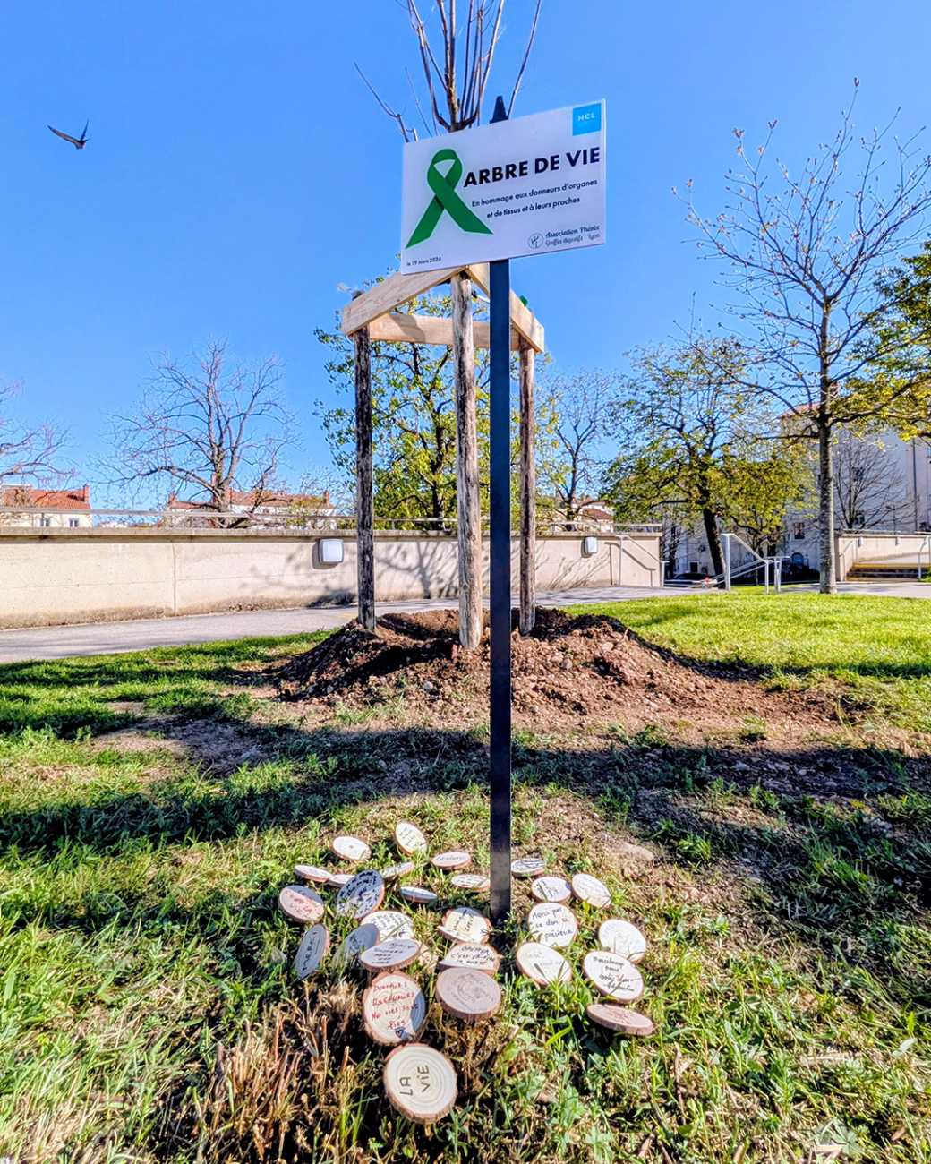 Extérieur en journée. Un petit arbre entouré de verdure. En face de l'arbre un panneau "Arbre de vie"