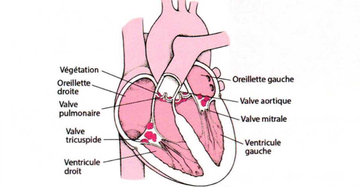 Dessin schématique du coeur