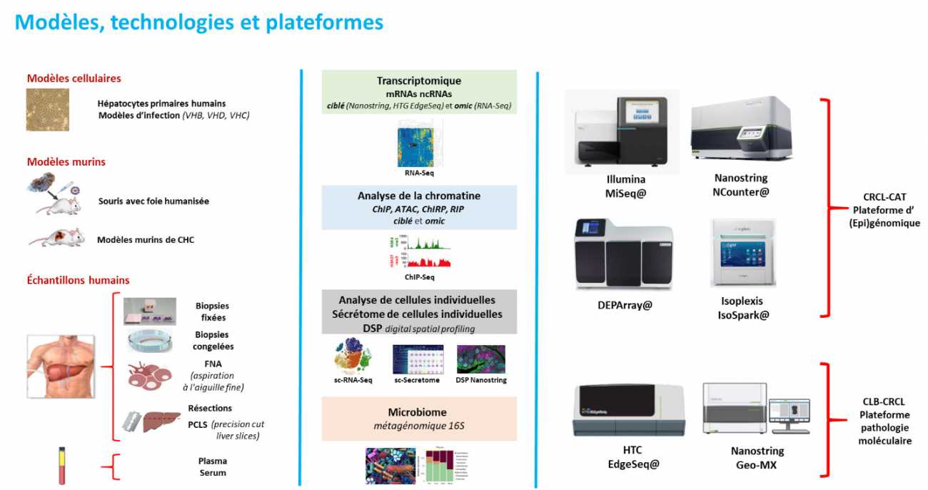 Modèles, technologies et plateformes - Axe de recherche en hépatologie