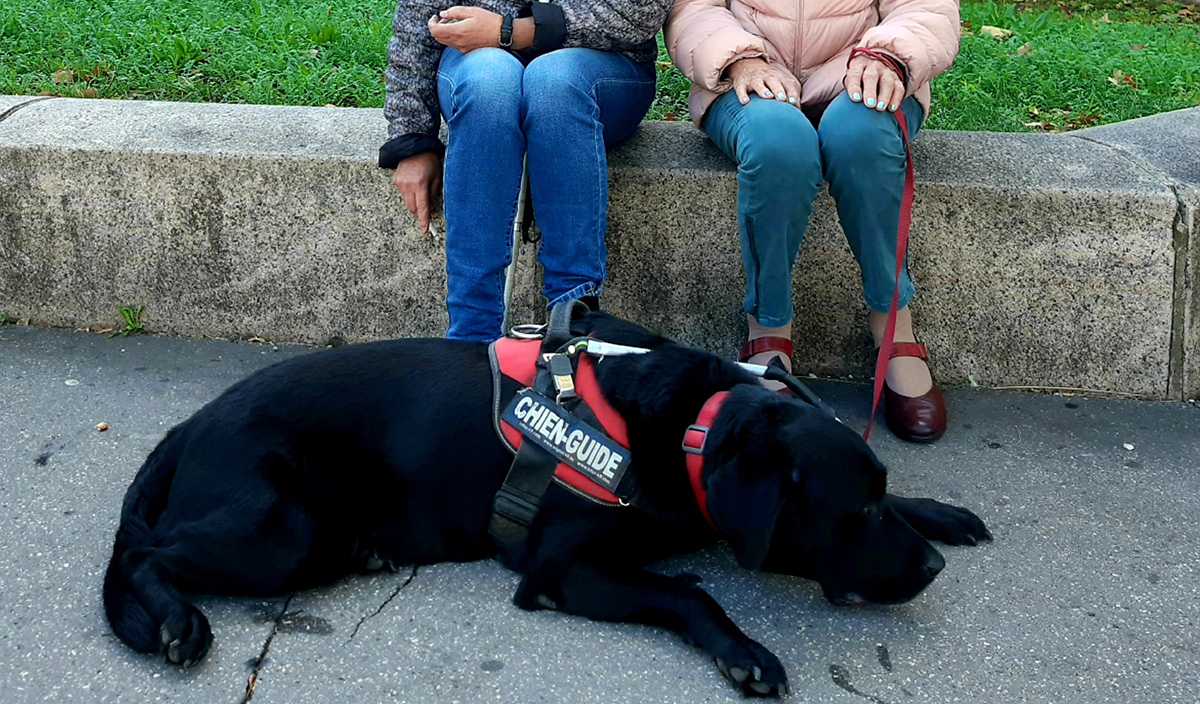 Malou, Maria et Julie, chien d'aveugle
