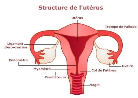 Qu'est-ce que le col de l'utérus et comment le palper ?