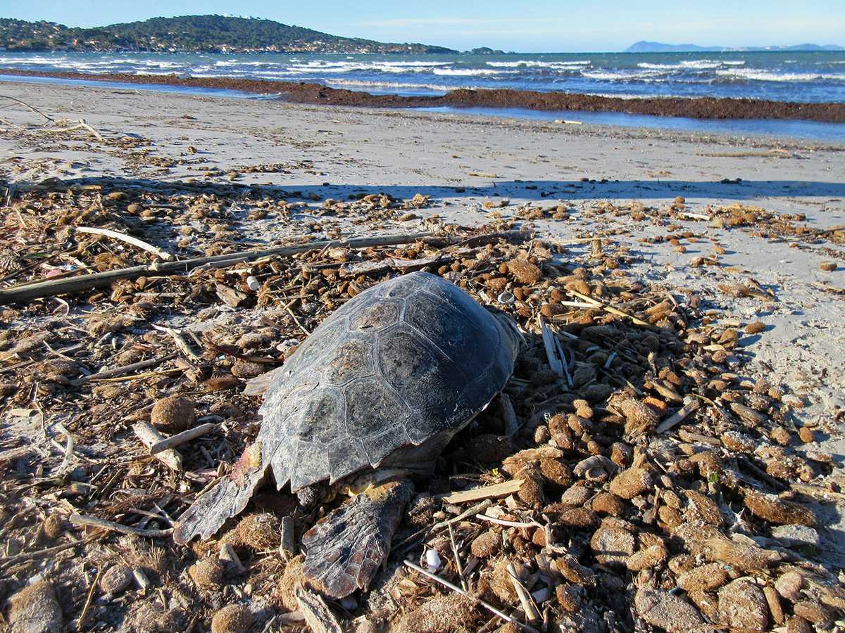 Tortue caouanne rejoignant la mer ©Franck-Alary-Parc-national-de-Port-Cros
