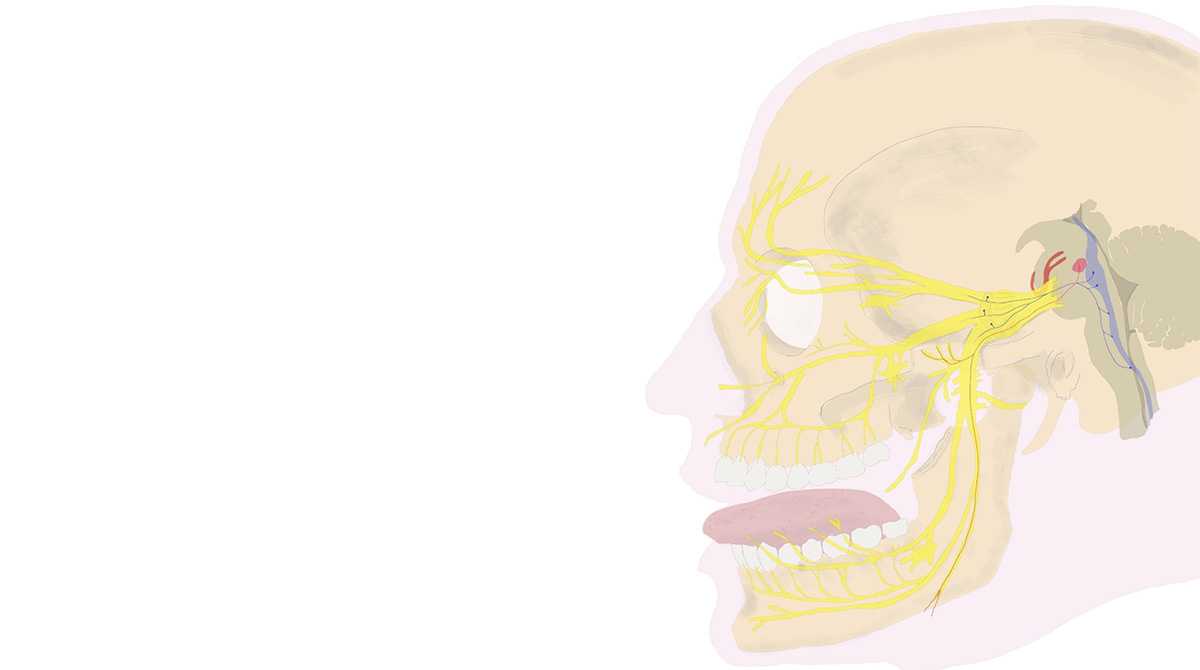 Vue latérale gauche du nerf trijumeau