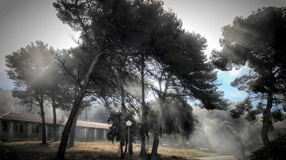 photographie d'arbres en clair obscure